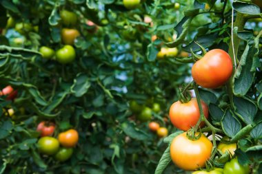 Çiftlik domatesi yetiştiriyorum. Serada yetişen domatesler