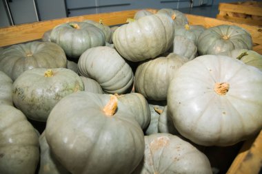 Kutuda taze gri balkabakları var. Sebze dükkanı