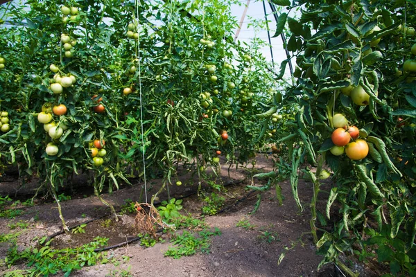 Boeren Teelt Tomaten Tomaten Die Een Kas Groeien — Stockfoto