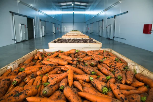 Fresh Orange Carrots Box Vegetable Store — Stock Photo, Image