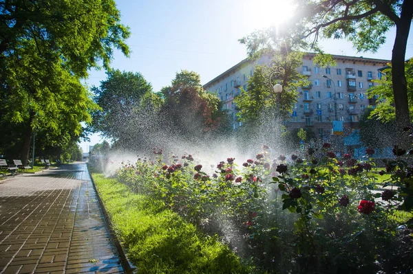 Watering lawn and rose flowers smart garden activated with full automatic sprinkler irrigation system working early in the morning in park