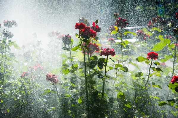 Rega Gramado Rosa Flores Jardim Inteligente Ativado Com Sistema Irrigação — Fotografia de Stock