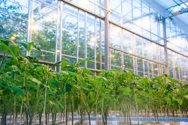 Büyük endüstriyel seranın içinde büyüyen domates bitkileri. Sanayi tarımı