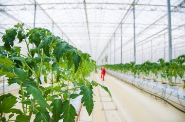 Büyük endüstriyel seranın içinde büyüyen domates bitkileri. Sanayi tarımı