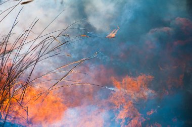 Kızgın orman bahar yangınları. Kuru otları yakıyor, göl boyunca kamış yakıyor. Çayırda çimler yanıyor. Ekolojik felaket. Ateş ve duman tüm yaşamı yok eder. İtfaiyeciler büyük yangını söndürür. Çok duman var.