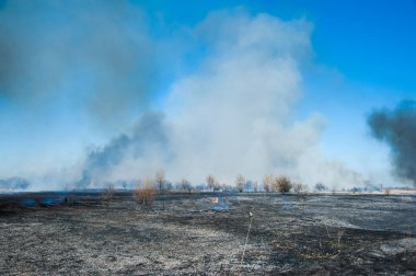 Kızgın orman bahar yangınları. Kuru otları yakıyor, göl boyunca kamış yakıyor. Çayırda çimler yanıyor. Ekolojik felaket. Ateş ve duman tüm yaşamı yok eder. İtfaiyeciler büyük yangını söndürür. Çok duman var.