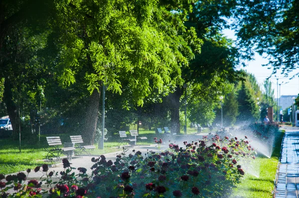 Rega Gramado Rosa Flores Jardim Inteligente Ativado Com Sistema Irrigação — Fotografia de Stock