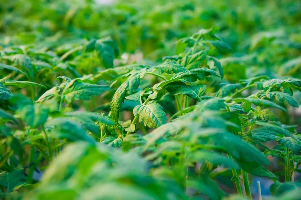 Rijen Tomatenplanten Groeien Grote Industriële Kas Industriële Landbouw — Stockfoto