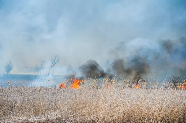 Incêndios Florestais Furiosos Queimar Relva Seca Junco Longo Lago Relva — Fotografia de Stock