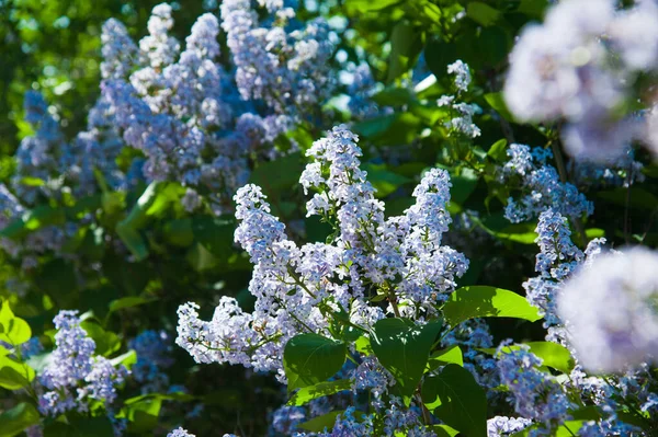 Kwitnący Pospolity Krzak Syringa Vulgaris Lilacs Wiosenny Krajobraz Bukietem Delikatnych — Zdjęcie stockowe