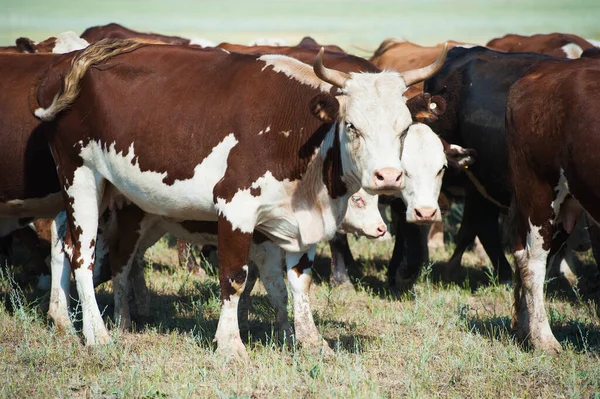 Cows on a field and blue sky. Cows grazing on pasture