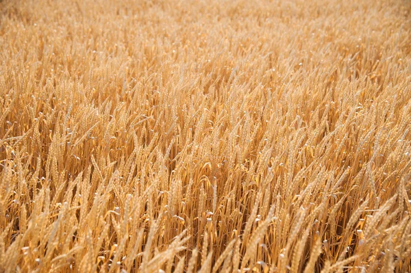 Campo Trigo Dourado Sob Céu Azul — Fotografia de Stock