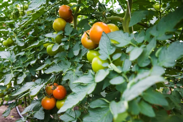 农场种植西红柿 在温室中生长的番茄 — 图库照片