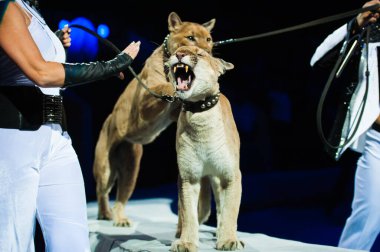 Puma sirkte performans gösterir. Puma yakın çekim