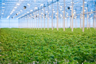 Büyük endüstriyel seranın içinde büyüyen domates bitkileri. Sanayi tarımı