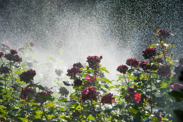 Rega Gramado Rosa Flores Jardim Inteligente Ativado Com Sistema Irrigação — Fotografia de Stock