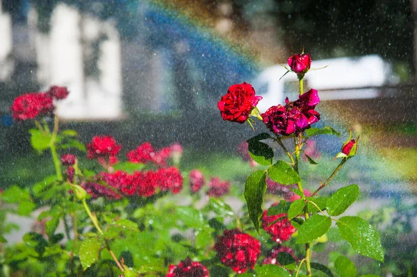Watering lawn and rose flowers smart garden activated with full automatic sprinkler irrigation system working early in the morning in park