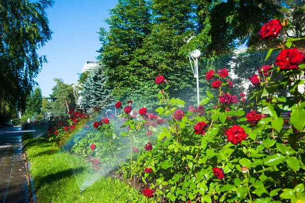 Watering lawn and rose flowers smart garden activated with full automatic sprinkler irrigation system working early in the morning in park