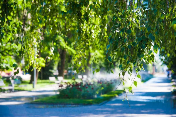 Bewässerung Von Rasen Und Rosenblumen Smart Garden Aktiviert Mit Vollautomatischer — Stockfoto