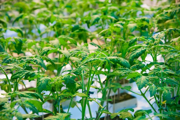 Filas Plantas Tomate Creciendo Dentro Grandes Invernaderos Industriales Agricultura Industrial — Foto de Stock