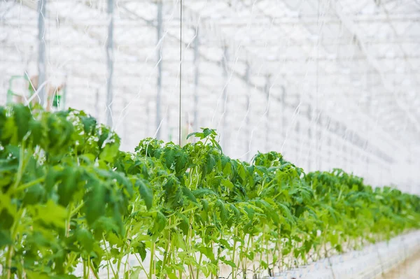 Rijen Tomatenplanten Groeien Grote Industriële Kas Industriële Landbouw — Stockfoto