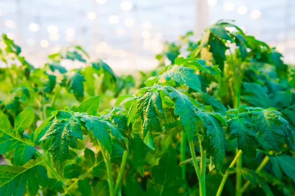 Rader Tomatplantor Som Växer Inne Stora Industriella Växthus Industriellt Jordbruk — Stockfoto