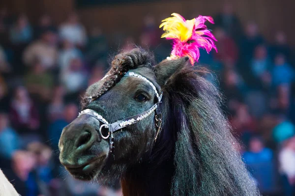 Desempenho Circense Cavalos Circo Apresentam Circo — Fotografia de Stock