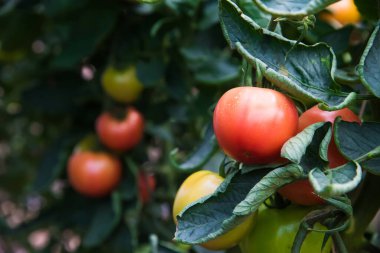 Çiftlik domatesi yetiştiriyorum. Serada yetişen domatesler