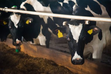 Çiftlikteki inekler. Süt inekleri. Yuvalanmış