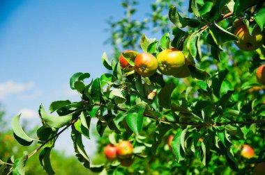 Elmalar yeşil yaprakların arasında bir dalda yetişir. Elma bahçesi