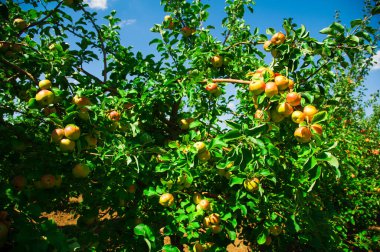 Elmalar yeşil yaprakların arasında bir dalda yetişir. Elma bahçesi