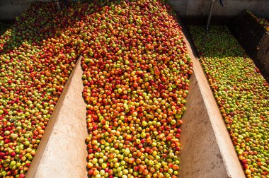 Olgun elmalar bir endüstriyel üretim tesisinde işleniyor ve taşınıyor. Yiyecek endüstrisi. Desenli arkaplan.