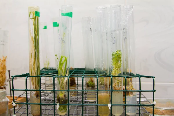 Blick Auf Die Kleinen Pflanzen Reagenzglas — Stockfoto