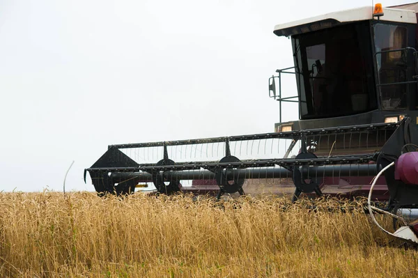 小麦の分野の収穫者を組み合わせて収穫する — ストック写真