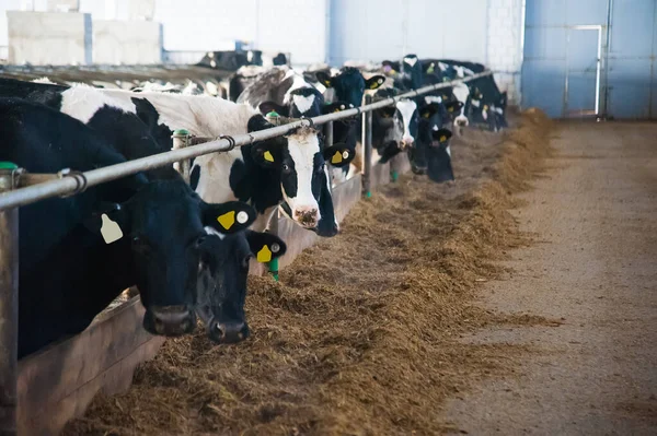 Cows Farm Dairy Cows Cowshed — Stock Photo, Image