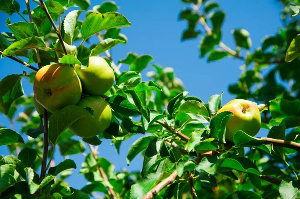 Les Pommes Poussent Sur Une Branche Parmi Feuillage Vert Verger — Photo