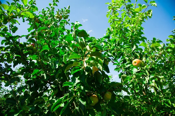 Appels Groeien Een Tak Tussen Het Groene Blad Appelboomgaard — Stockfoto