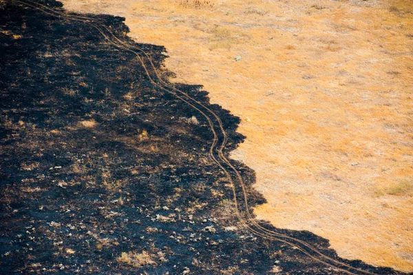 Scorched trees and grass after the fire. Aerial view. Landscape