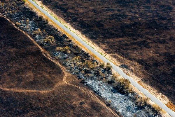 Scorched trees and grass after the fire. Aerial view. Landscape