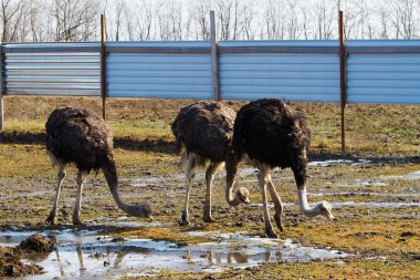 Devekuşu çiftliği. Güneşli baharda bir çiftlikte iki devekuşu.