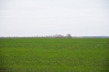 Bahar gününde buğday fideleri