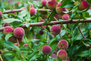 Şeftali ağacı bahçede büyüyen meyve ile