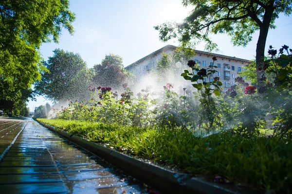 Zavlažování Trávníku Růží Květiny Inteligentní Zahrada Aktivován Plně Automatickým Zavlažovací — Stock fotografie