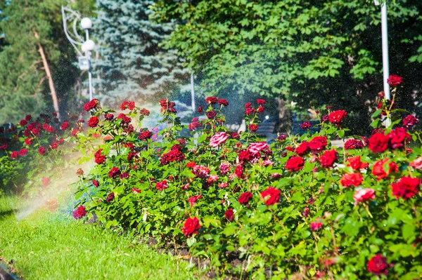 Bewässerung Von Rasen Und Rosenblumen Smart Garden Aktiviert Mit Vollautomatischer — Stockfoto