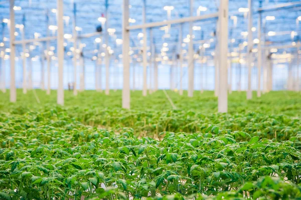 Rijen Tomatenplanten Groeien Grote Industriële Kas Industriële Landbouw — Stockfoto