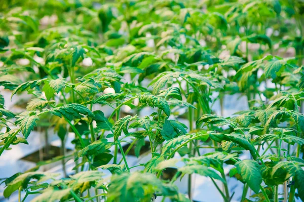 Reihen Von Tomatenpflanzen Wachsen Innerhalb Eines Großen Industriellen Gewächshauses Industrielle — Stockfoto