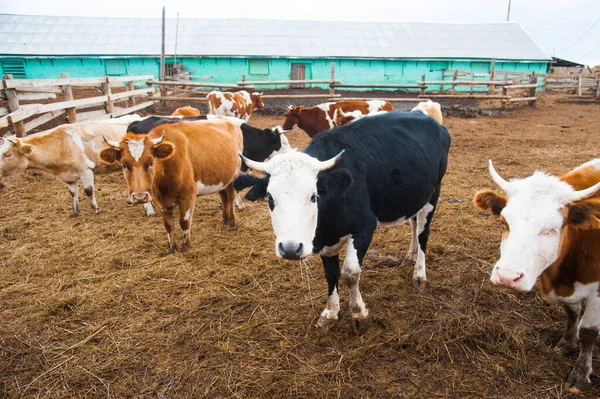 Mucche Una Fattoria Vacche Latte Cowshed — Foto Stock