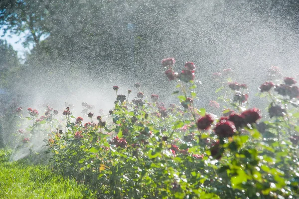 Podlewanie Trawnika Kwiatów Róż Inteligentny Ogród Aktywowany Pełnym Automatycznym Systemem — Zdjęcie stockowe