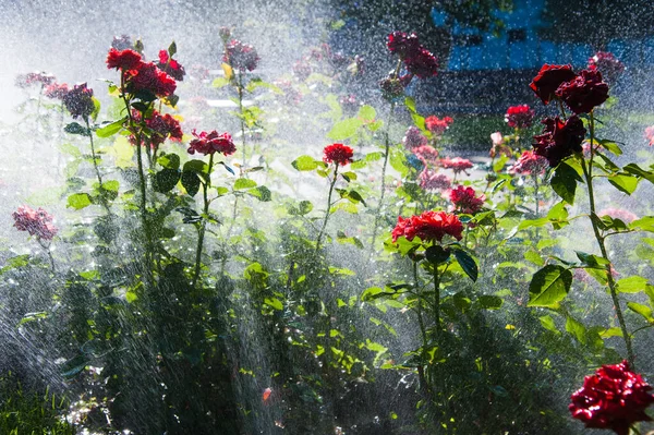 Watering lawn and rose flowers smart garden activated with full automatic sprinkler irrigation system working early in the morning in park