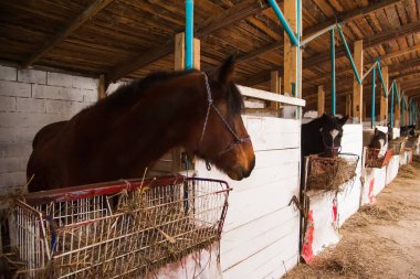 Ahırda bir at portresi